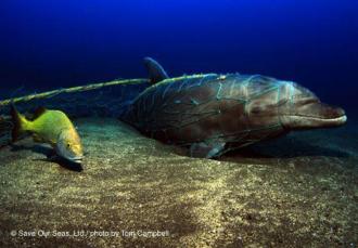 ghost net dolphin