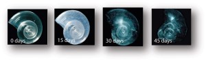 acidification-pteropodpics1_med