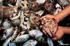 bycatch-a-fisherman-holds-the-shrimp-he-caught-in-his-bottom-trawl-net-after-towing-it-for-an-hour-the-other-dead-animals-are-bycatch-thrown-back-into-the-sea-as-trash-brian-skerry