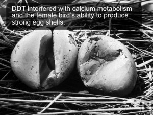 marine-pollution-ddt-eagle-eggs
