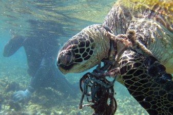 entanglement-greensea-turtle-tangled-net_noaa_720-the-noaa-marine-debris-program-funds-projects