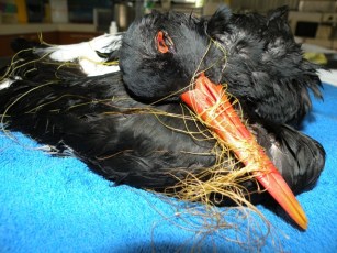 entanglement-this-critically-endangered-pied-oyster-catcher-was-found-by-asr-volunteers-in-2010-entangled-in-fishing-line-on-ballina-beach-photo-australian-seabird-rescue