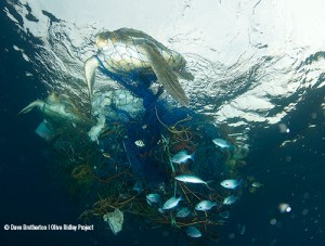ghost-net-turtles-entangled