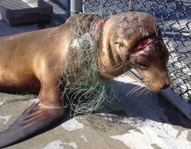 entangled-a sea lion pup, was entangled in fishing line when he was rescued