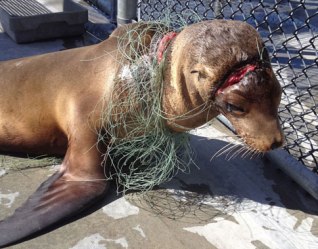 entangled-a sea lion pup, was entangled in fishing line when he was rescued