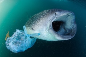 Ingestion - As filter feeders, whale sharks are prone to ingesting waste plastic. Thomas P. Peschak