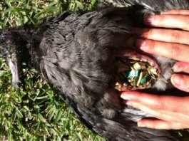 Ingestion - Flesh-footed Shearwater - plastic kills hundreds of chicks Photo Jennifer Lavers