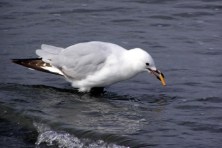 ingestion-bird-snacking-on-cigarette-butt-photo-credit-lea-anne-stacy-on-pinterst
